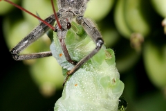 Assassin Bug with Caterpillar Prey