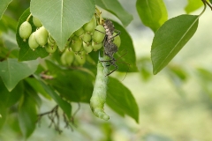 Assassin Bug with Caterpillar Prey
