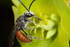 Bee nectaring flower