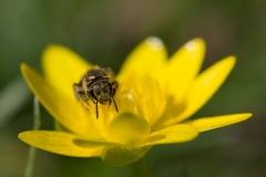 Bee nectaring flower