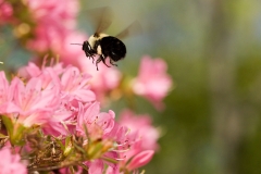 Bumblebee in flight