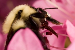 Bumblebee Extreme closeup