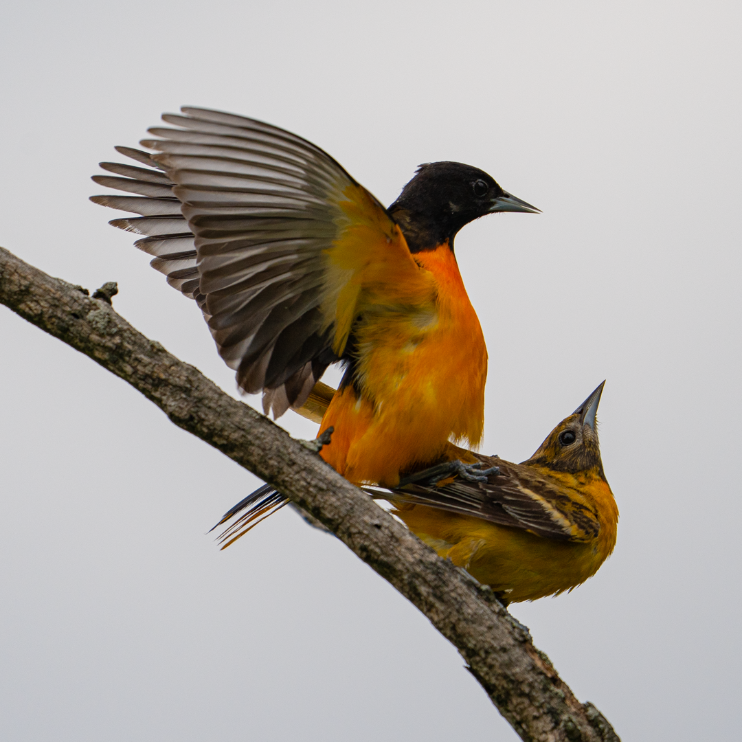 Mating Baltimore Orioles (Yet Another Lucky Moment Captured) - Ephemeral  Rift