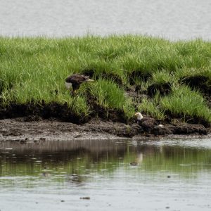A Bald Eagle feeding while another looks on, Bombay Hook National Wildlife Refuge, May 2022