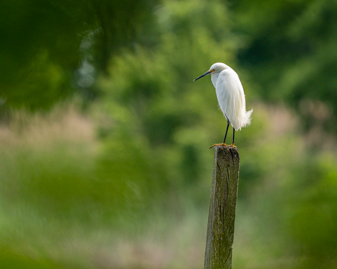 Snowy Egret perching on a pier, Bombay Hook National Wildlife Refuge, May 2022
