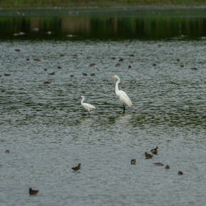 Snowy Egret (left) and Great Egret (right), Bombay Hook National Wildlife Refuge, May 2022