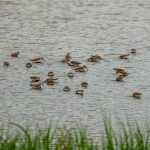 Shorebirds aplenty at Bombay Hook National Wildlife Refuge, May 2022