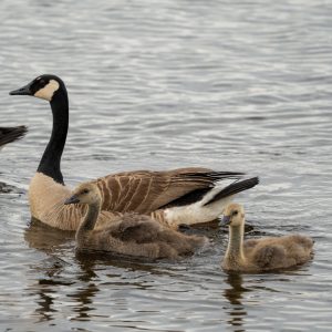 Canadian Geese and juveniles, Bombay Hook National Wildlife Refuge, May 2022