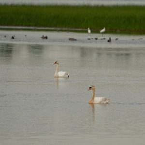 Mute Swans, Bombay Hook National Wildlife Refuge, May 2022