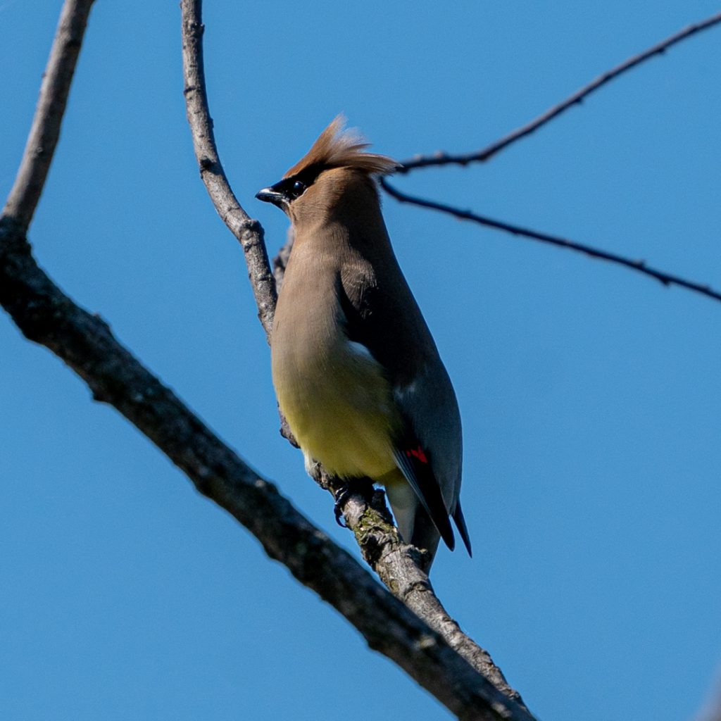 Photo of a Cedar Waxwing as it sits alone in a bare tree at the John Heinz National Wildlife Refuge in Tinicum, Pennsylvania