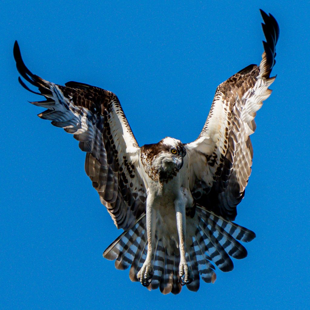 An Osprey hovers over the water as it spots a fish before diving down to catch it at the John Heinz National Wildlife Refuge in Tinicum, Pennsylvania, USA © Copyright All Rights Reserved