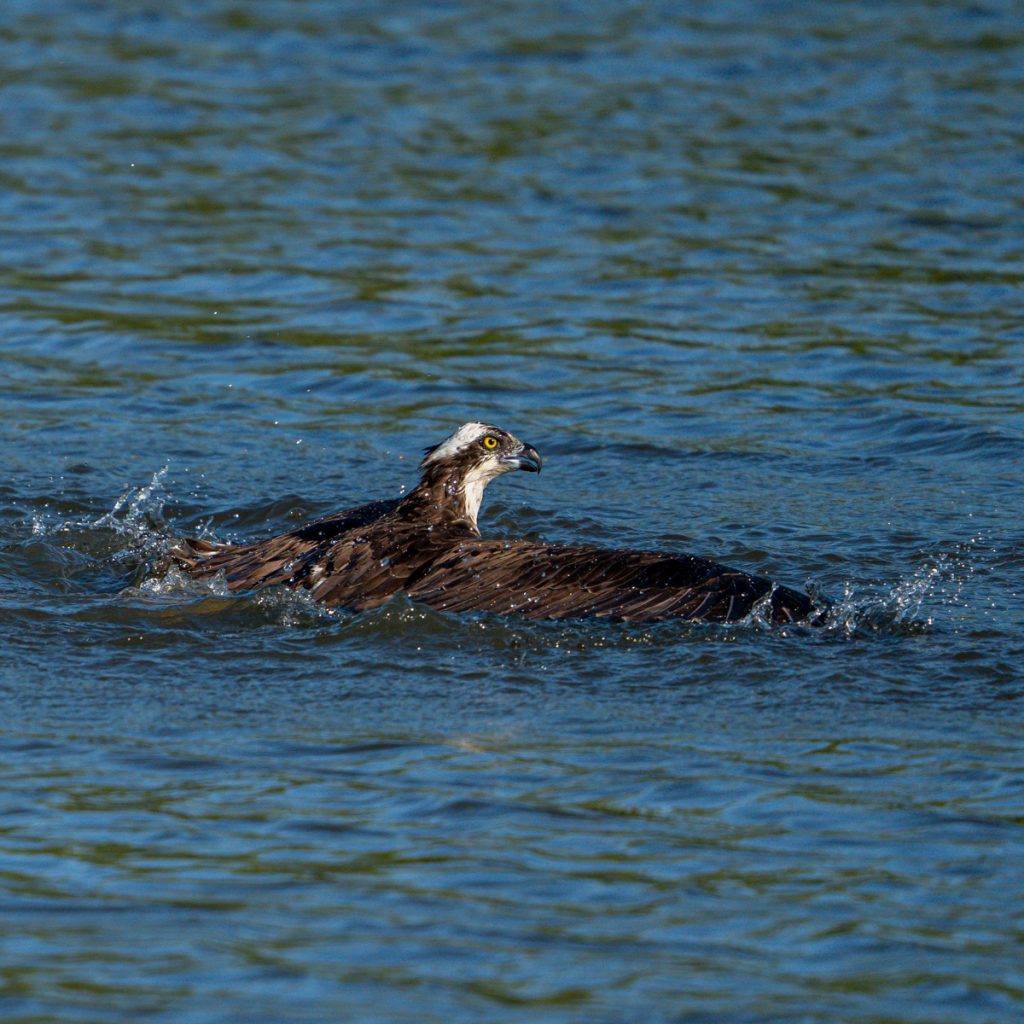 Osprey floating on the surface of the water just moments after diving down to catch a fish at the John Heinz National Wildlife Refuge in Tinicum, Pennsylvania, USA © Copyright All Rights Reserved