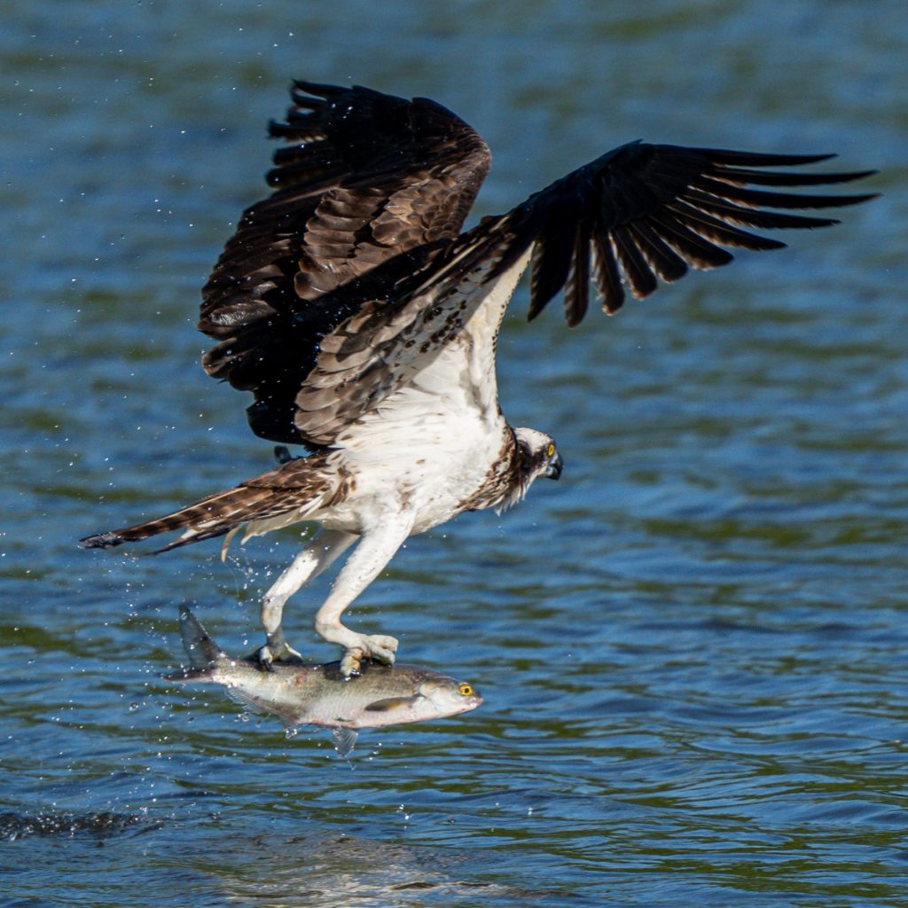 Osprey flying back up out of the water after diving and catching a fish with its talons at the John Heinz National Wildlife Refuge in Tinicum, Pennsylvania, USA © Copyright All Rights Reserved