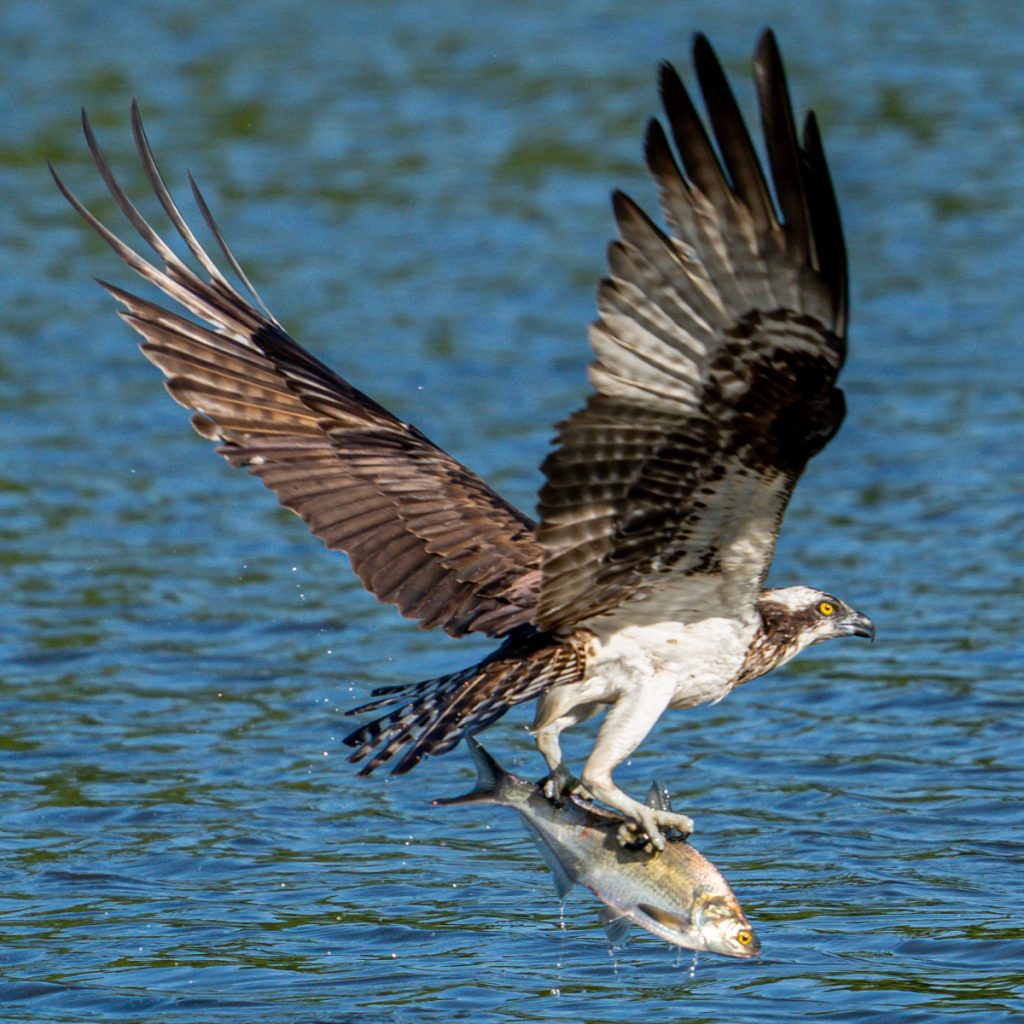 Osprey flying away after diving into the water to catch a fish with its talons at the John Heinz National Wildlife Refuge in Tinicum, Pennsylvania, USA © Copyright All Rights Reserved