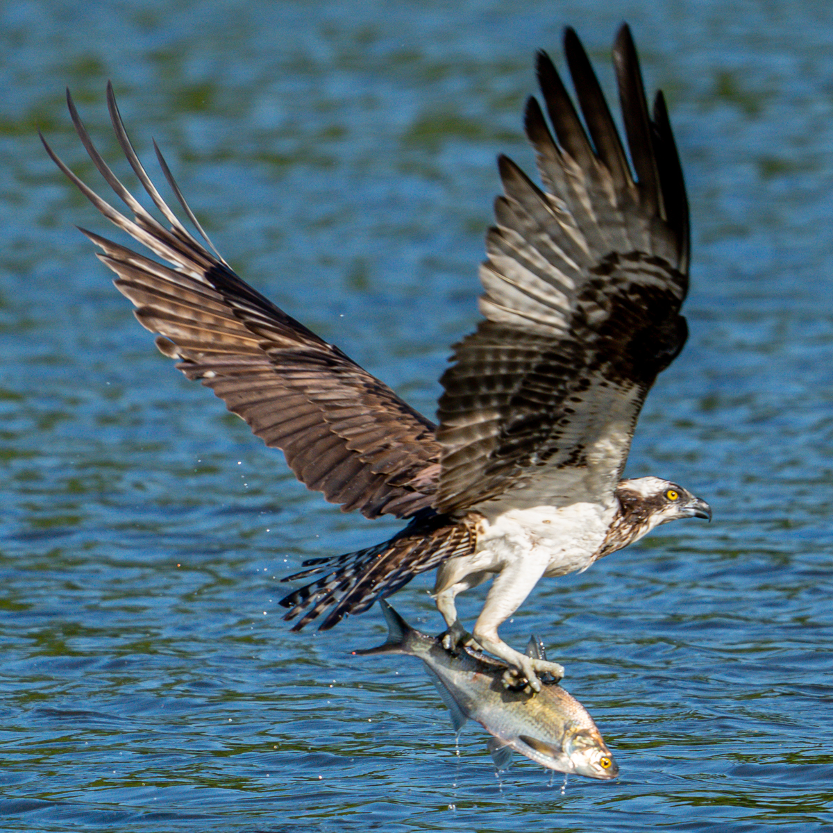 Osprey Catches Fish Right Before My Eyes - Ephemeral Rift