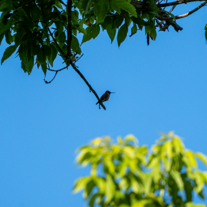 A female Ruby-throated hummingbird perched high up on a tree branch at the John Heinz National Wildlife Refuge in Tinicum Pennsylvania. Photographed with the Sony 200-600mm lens